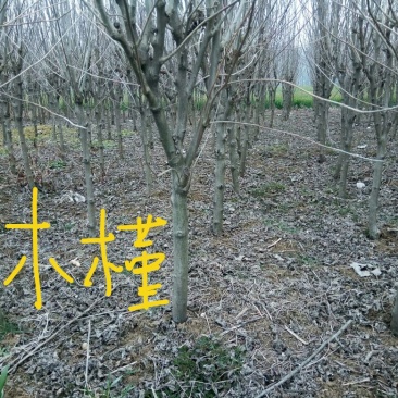 木槿