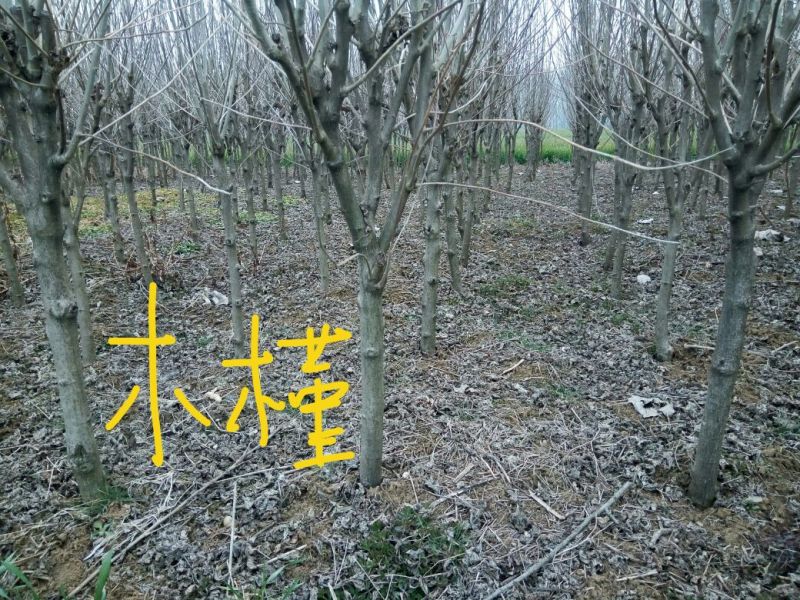 木槿