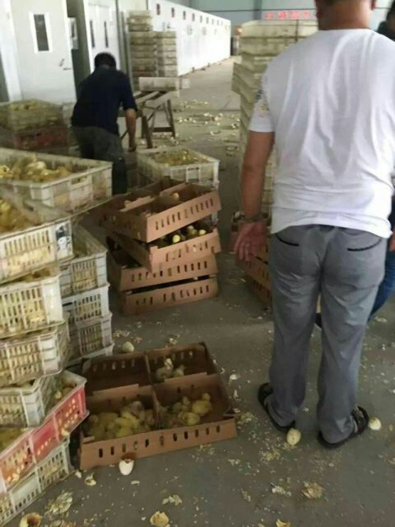 皖西白鹅苗250g以下
