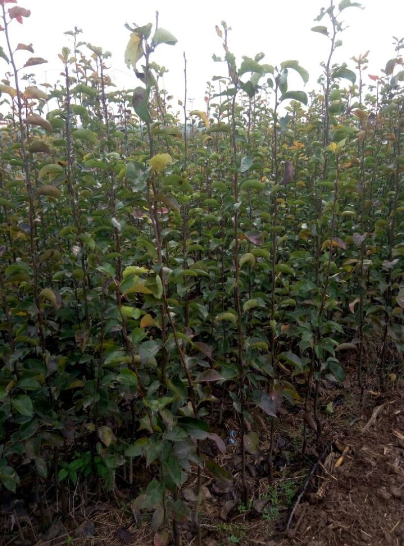 梨树苗0.8~3cm150~200cm
