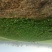 小叶菠菜15~20厘米