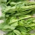 大叶菠菜20~25厘米