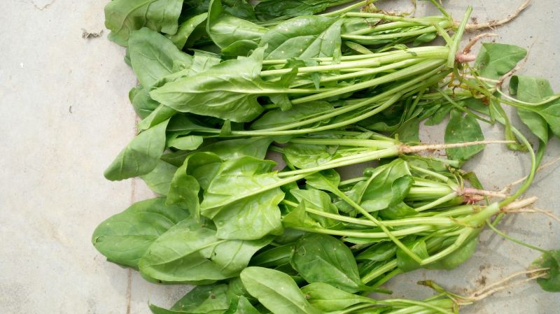 大叶菠菜20~25厘米