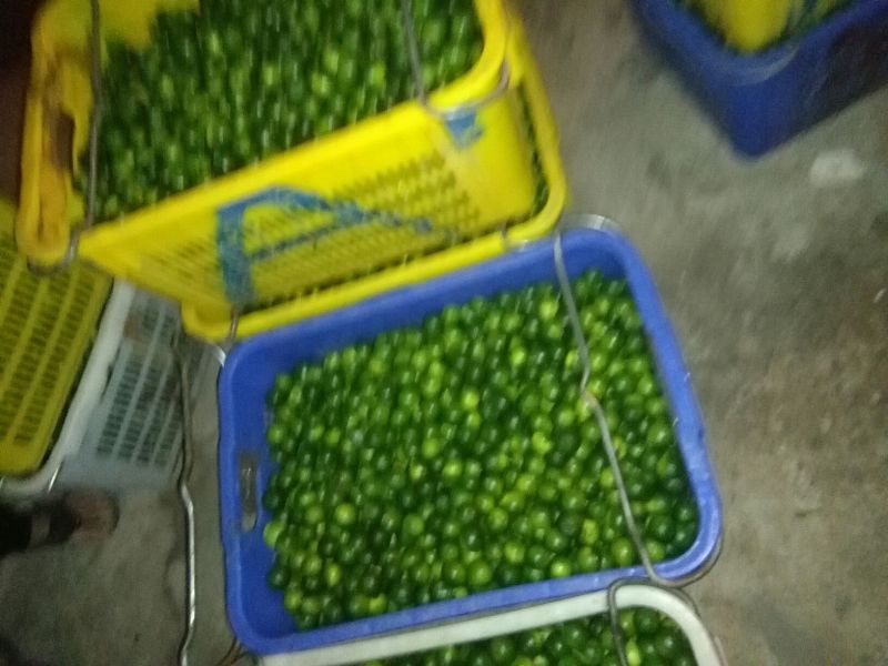 海南青金桔皮薄水份足欢迎下单订购
