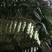 三青莴笋无裂纹颜色绿高度50单颗2斤大量有货基地三青莴笋
