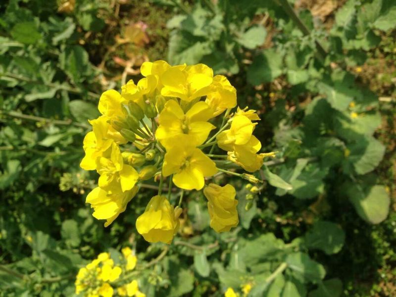 非转基因菜籽油