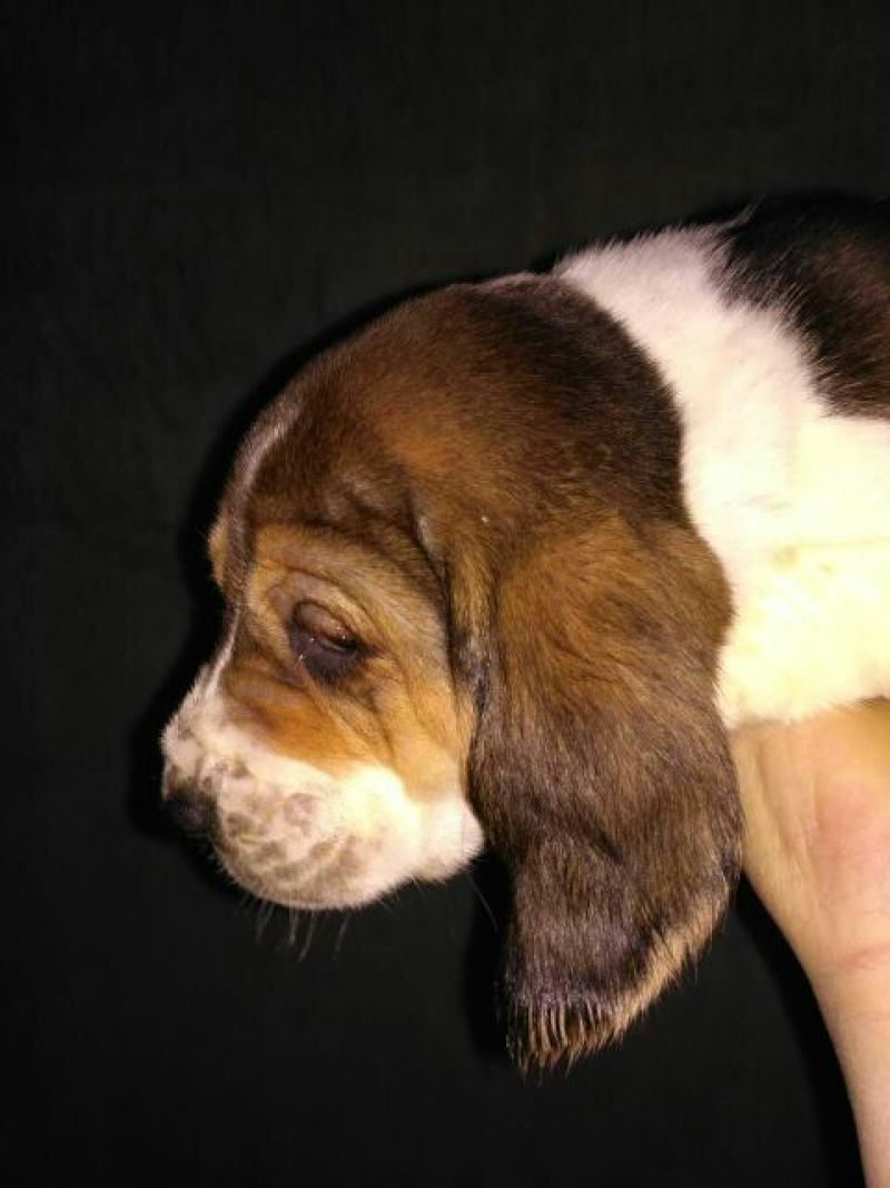 比格犬母
