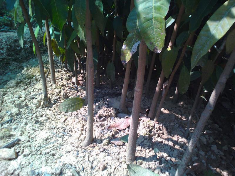 芒果实生苗裸根苗地径2、3公分