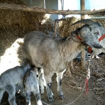 青山羊奶山羊红鹿奶山羊，哪种适合农家院子里养殖呢
