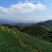 观音茶特级