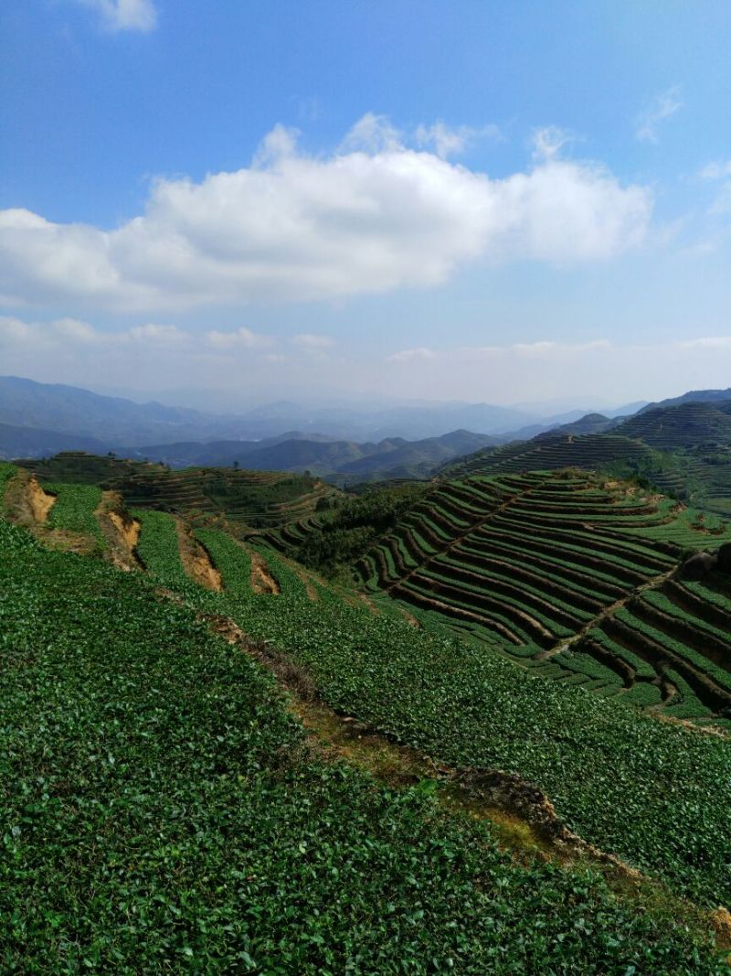 观音茶特级