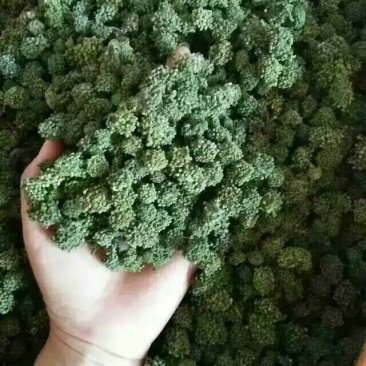 三七花