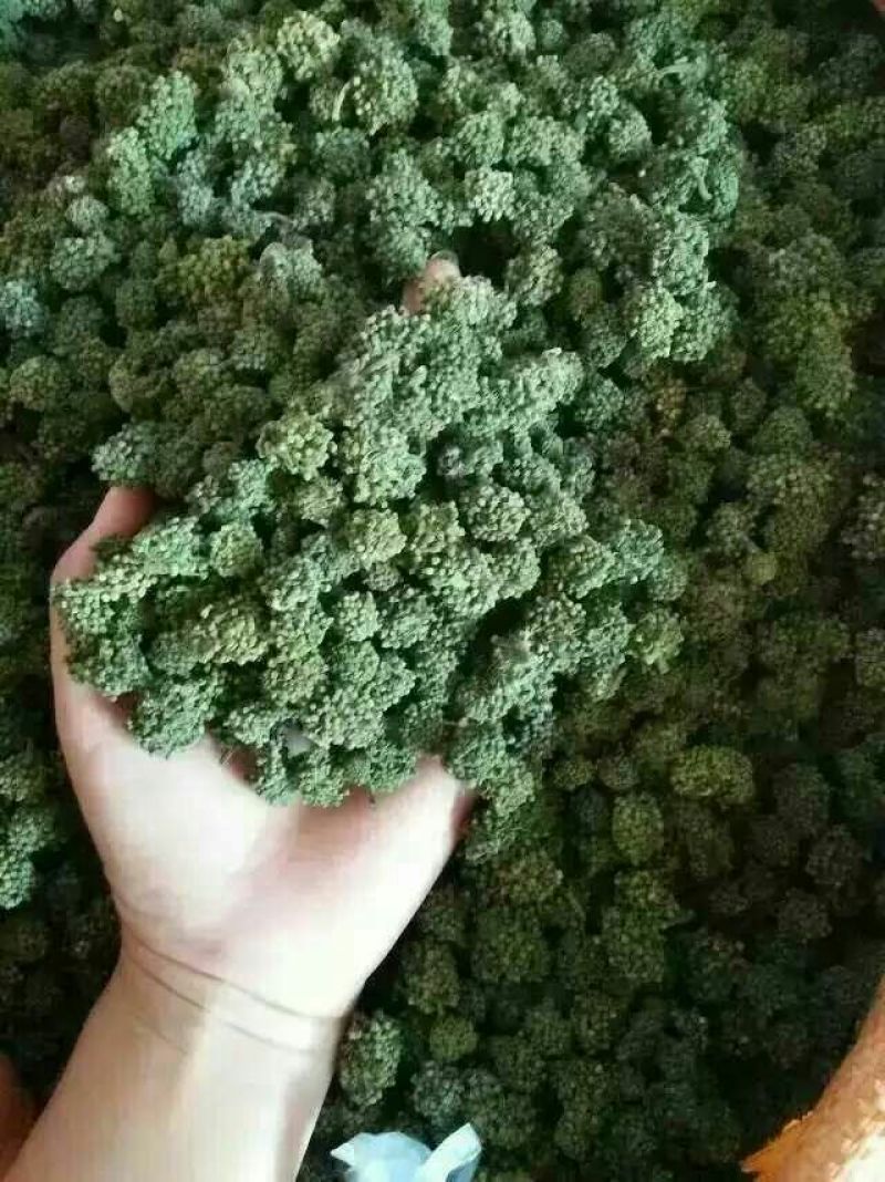 三七花