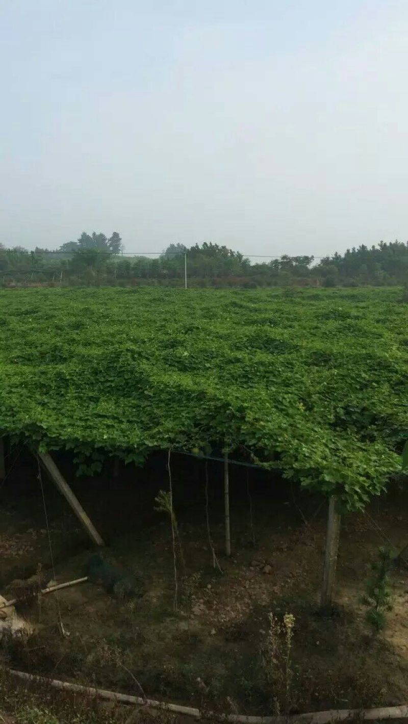 瓜篓苗地栽苗