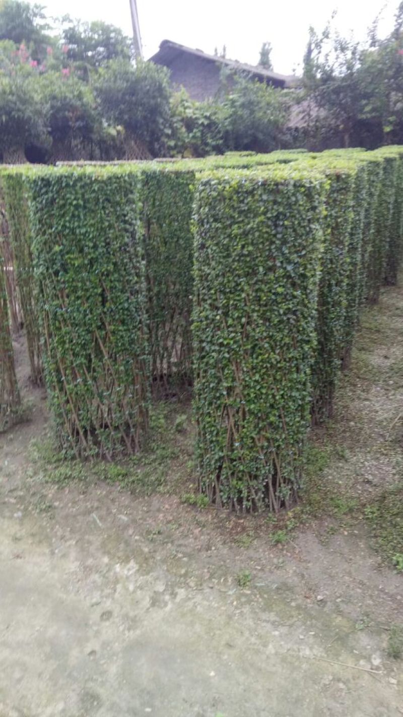 女贞4cm以下