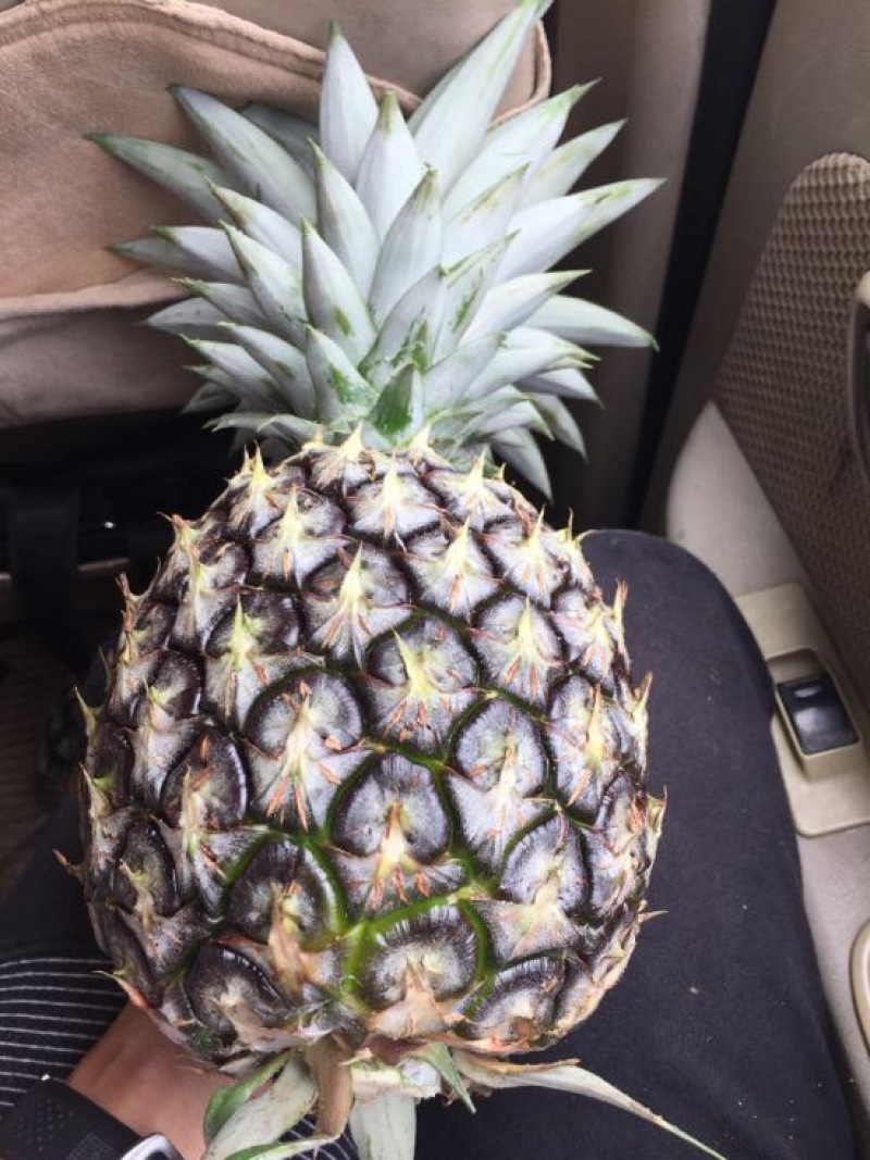 金钻十七号凤梨