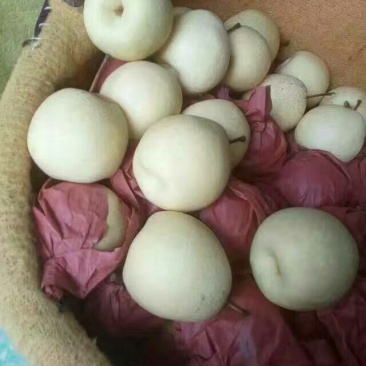 酥梨150~200g纸箱