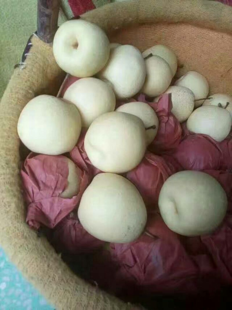 酥梨150~200g纸箱