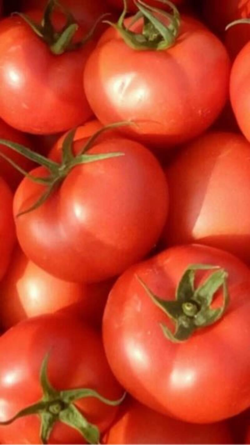 以色列西红柿