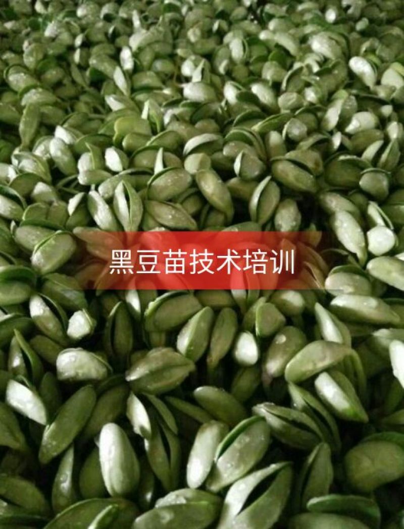 黑豆芽技术培训，本人有着十几年的过硬技术