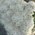 白菊花80~100cm