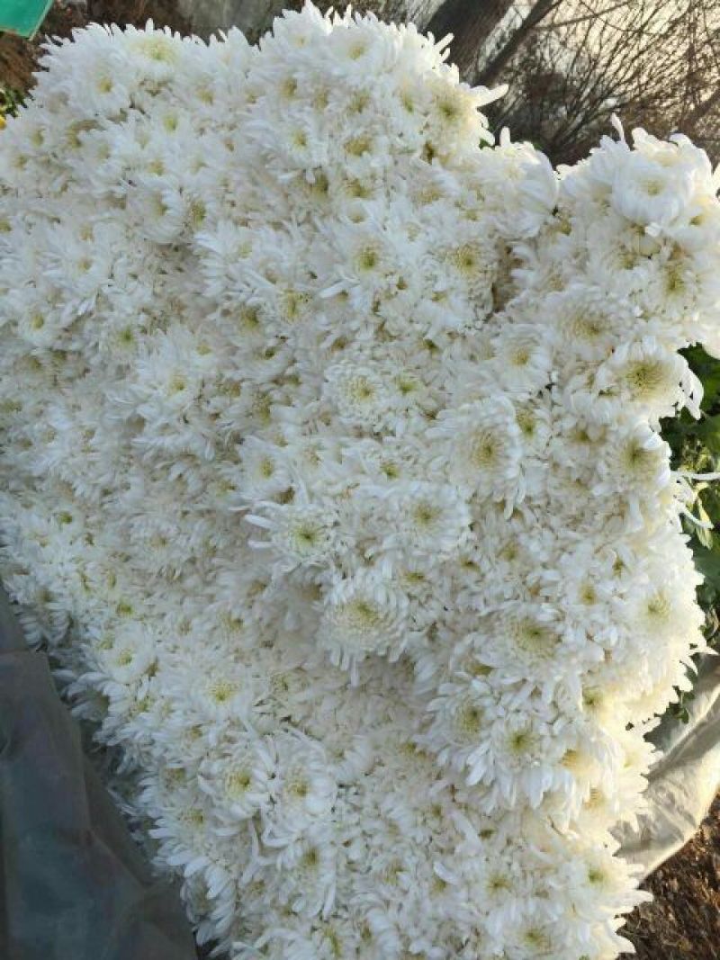 白菊花80~100cm