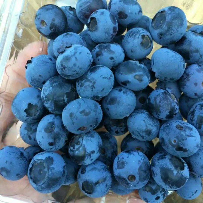 蓝莓鲜果10~12mm以上