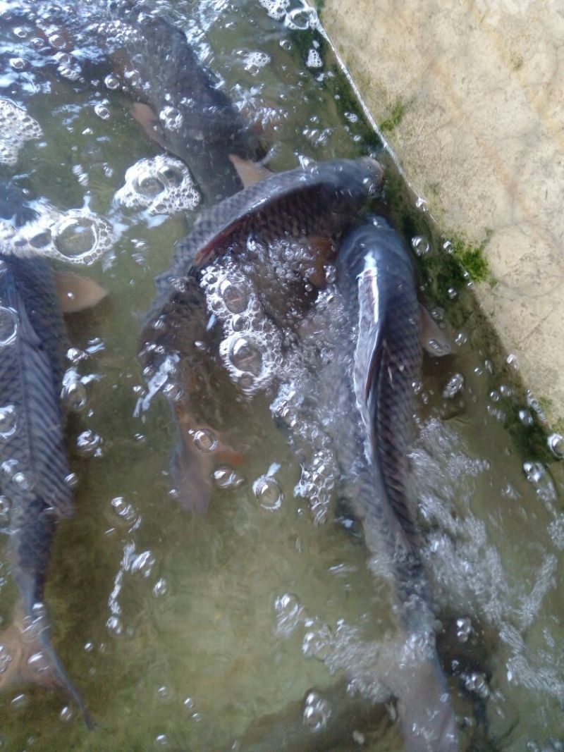 池鲤鱼食用1~2公斤