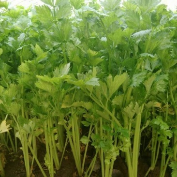 芹菜40cm以上质量好，价格便宜，量大从优。