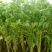 芹菜40cm以上质量好，价格便宜，量大从优。