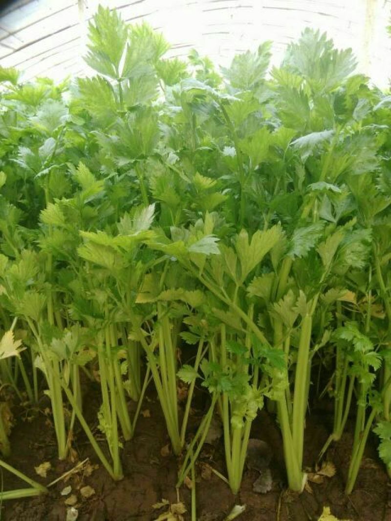 芹菜40cm以上质量好，价格便宜，量大从优。