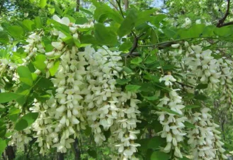 槐花蜜1斤
