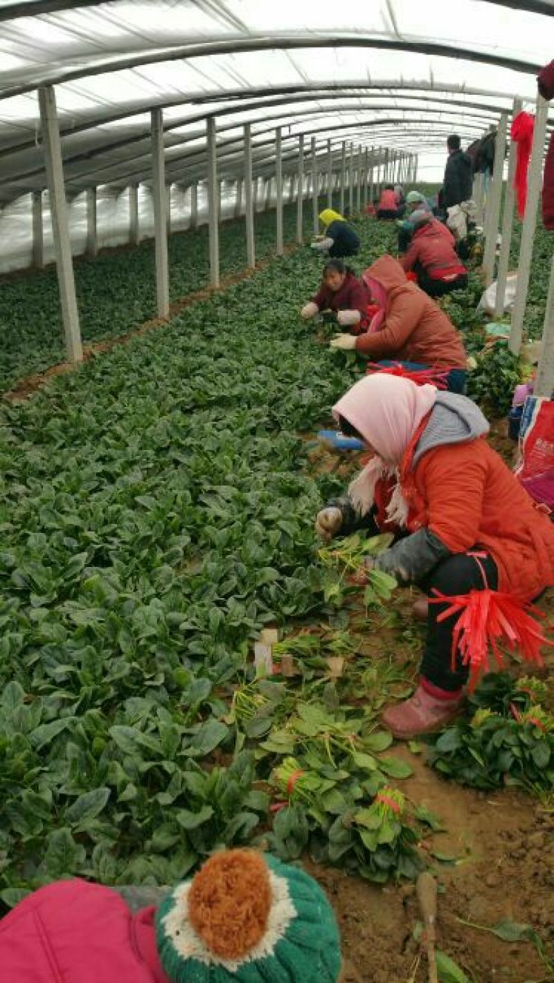 黑叶菠菜20~25厘米