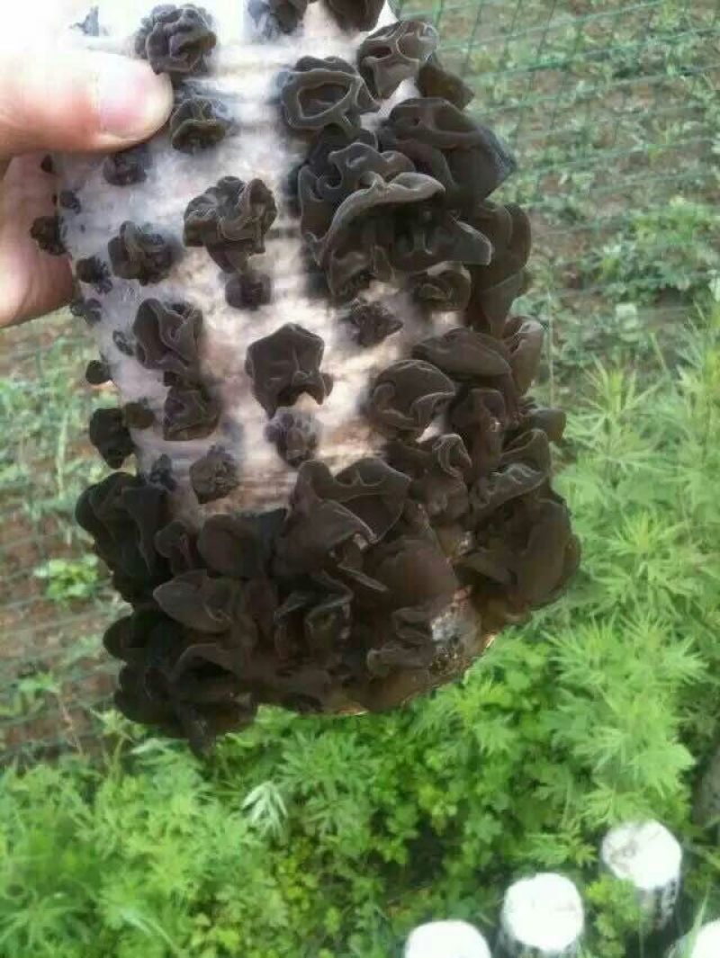 干木耳特级
