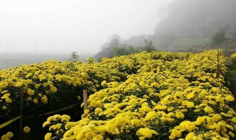 药用菊花袋装