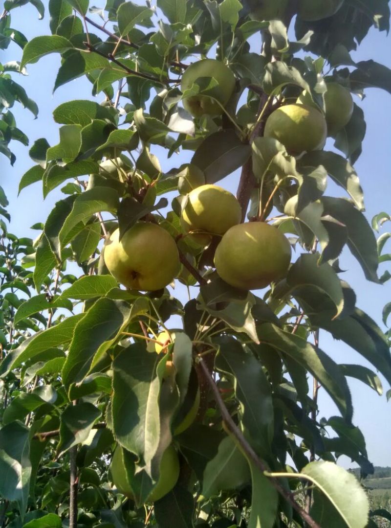 苹果梨250~300g纸箱