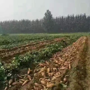 脱毒北京5533两以上加工薯黄心