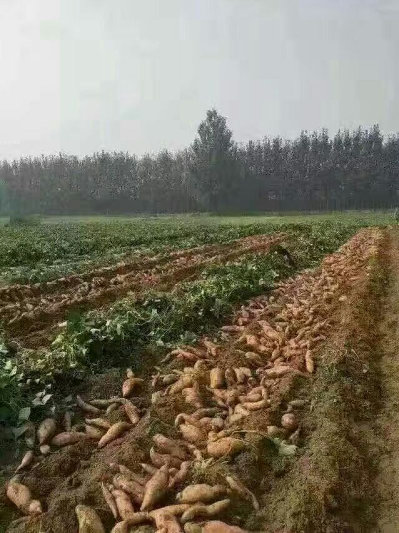 脱毒北京5533两以上加工薯黄心