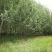 杨树261~300cm