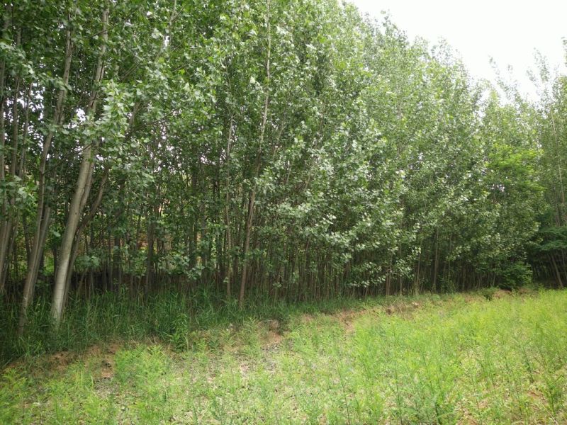 杨树261~300cm