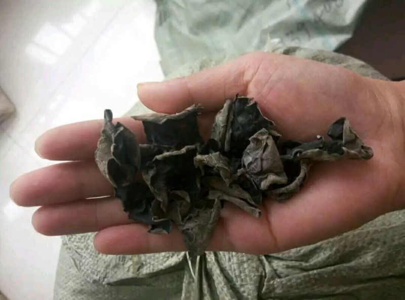 干木耳一级