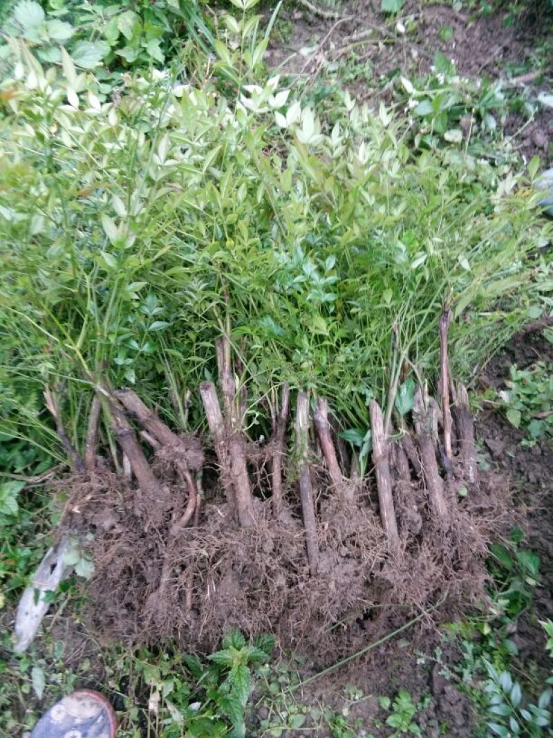 南天竹30~50cm