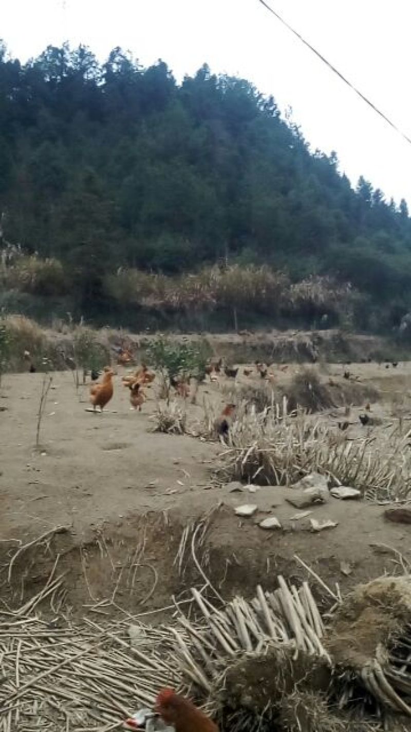 土鸡蛋