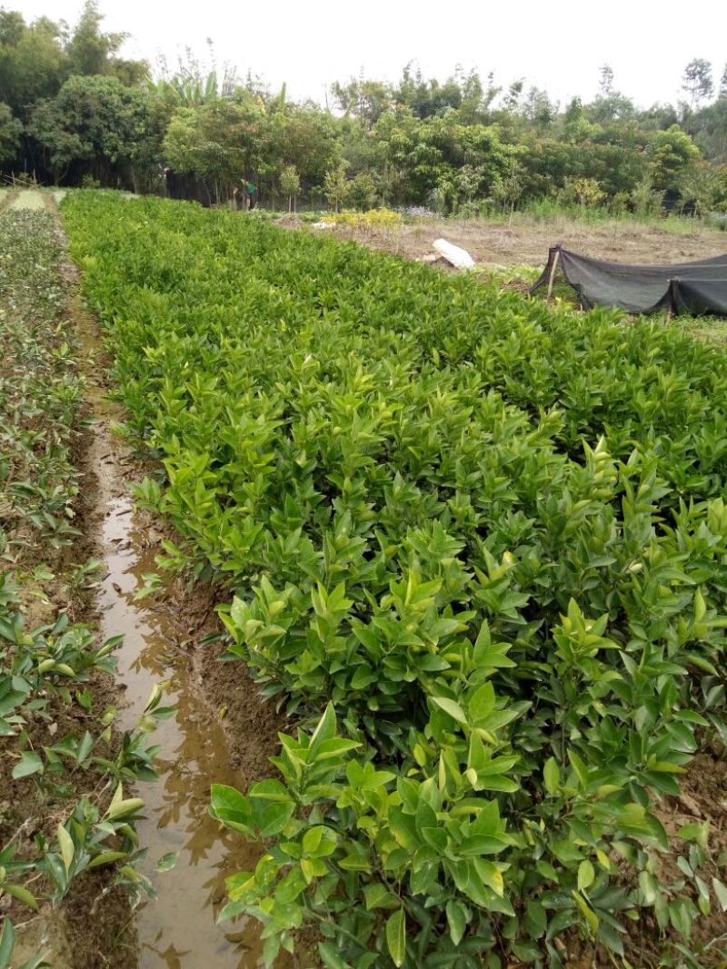 红江橙苗红心橙白心橙红江橙，柳橙品种齐全
