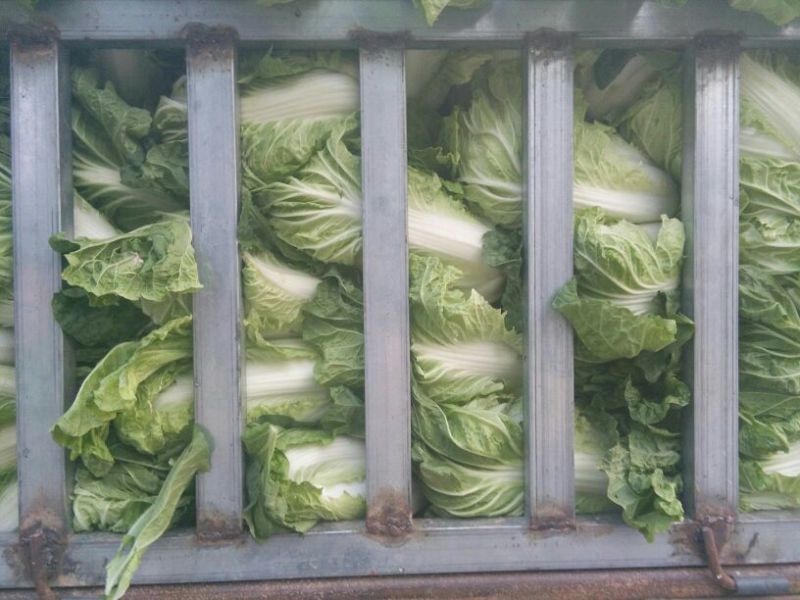 夏阳白菜，3/4斤净菜，河南白菜，通许白菜