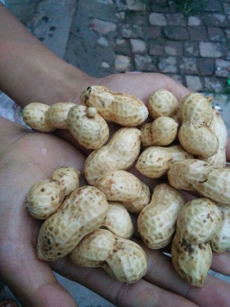 山东聊城，精品鮮花生精品花生销往全国