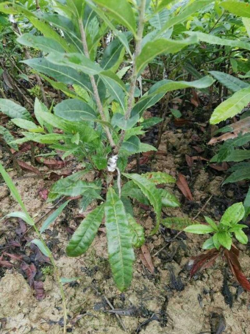 东魁杨梅苗30~50cm
