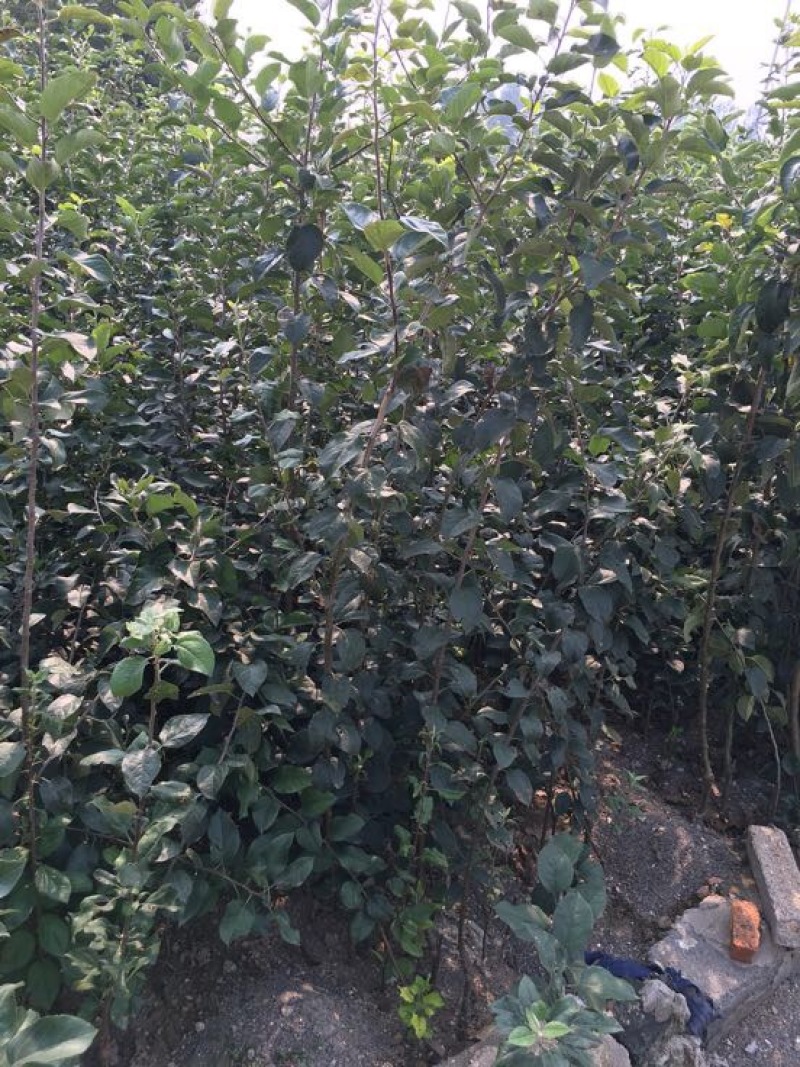 苹果树