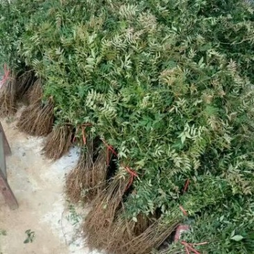 花椒苗规格齐全产量大