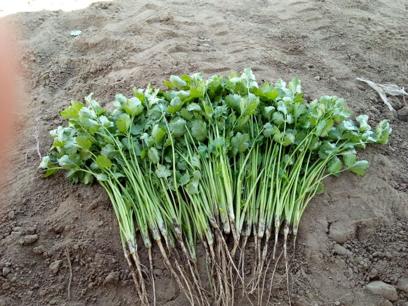 菠菜30~35厘米